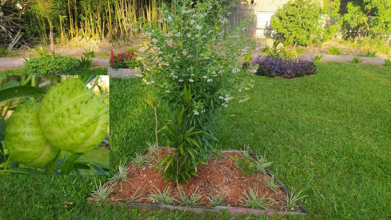 COMO CULTIVAR a PLANTA PAINA de SEDA/ saco de velho (Asclepias physocarpa)