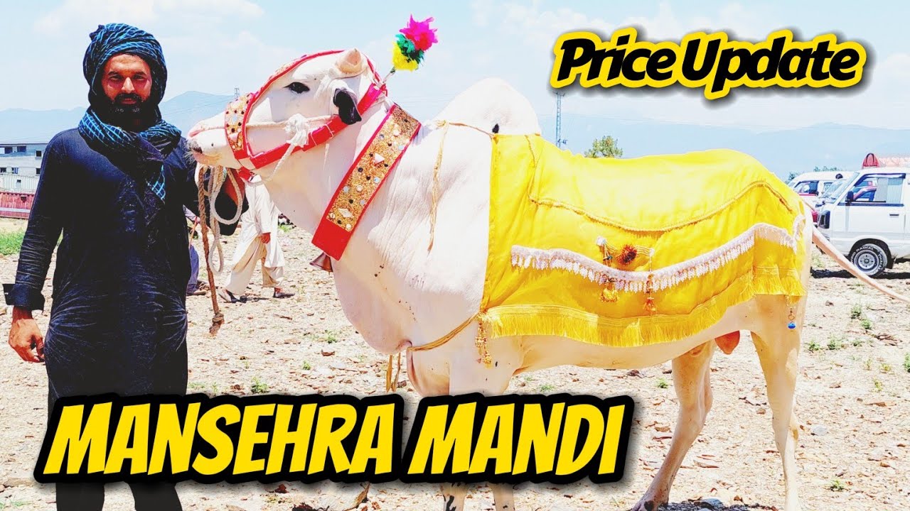 Mansehra Mawashi Mandi Latest Update | Desi & fathajungi Bulls Update #sktv27 #sktv #mansehramandi