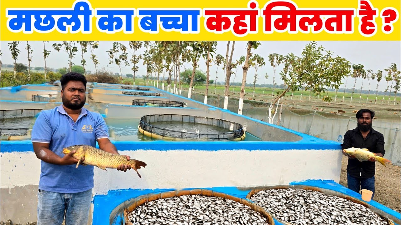 मछली के बच्चे कहां से खरीदें | Fish Seed Hatchery | Fish farming