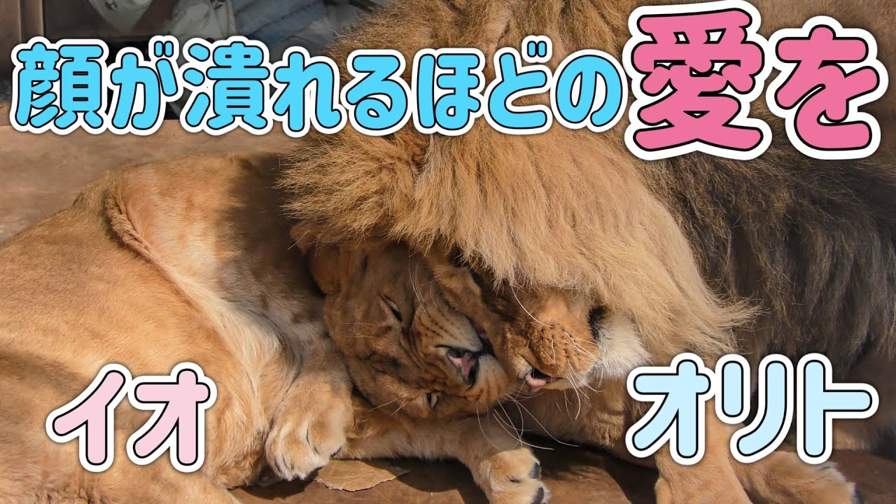 【旭山動物園オリトファミリー】オリトから顔が潰れるほどの愛をイオに🩷オリトファミリーの魅力をぎっちり詰め込んだ動画🎥