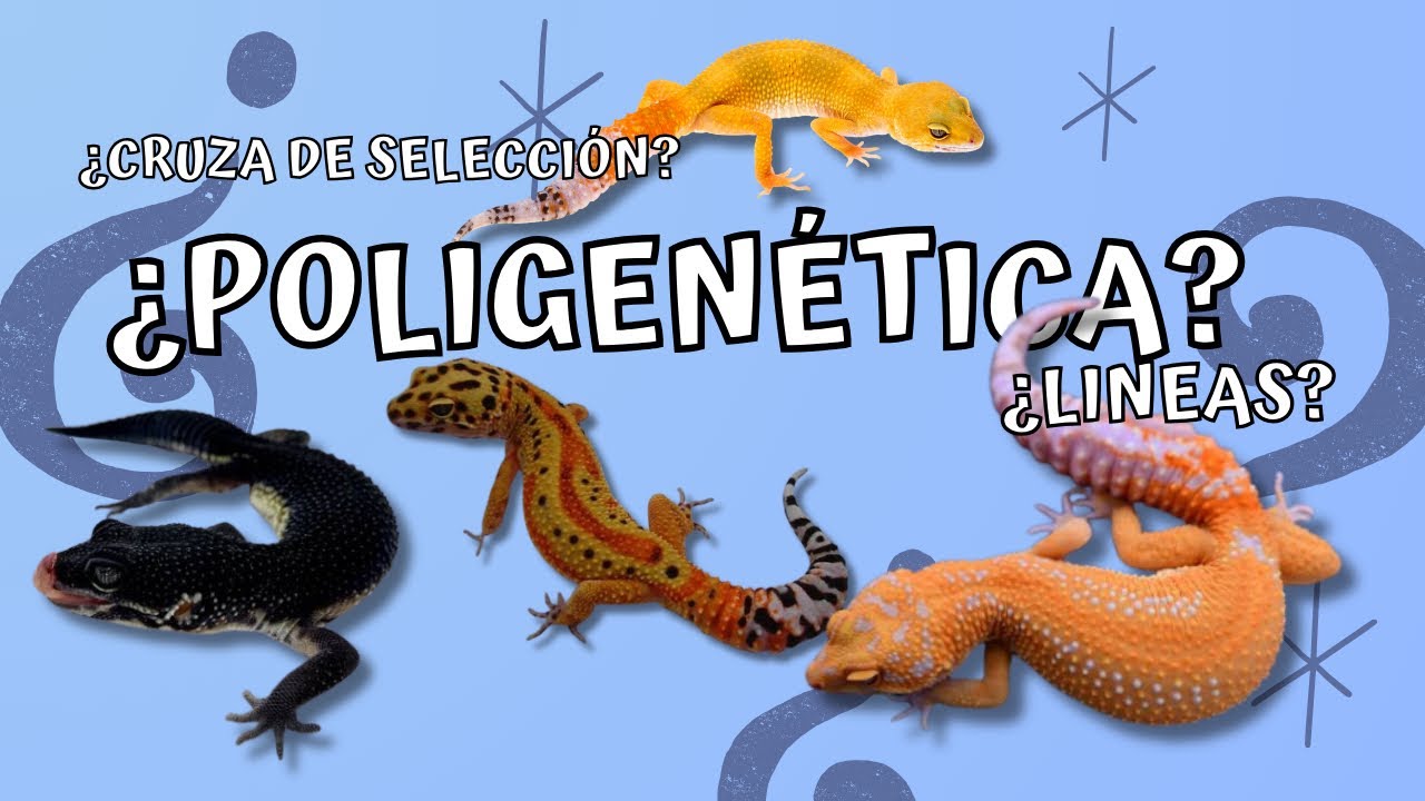 T2EP06 El maravilloso mundo de la POLIGENÉTICA en GECKOS LEOPARDO 🦎 | Tangerine lines y más 🔥