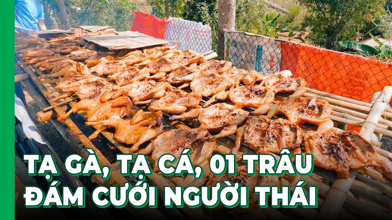 Đám cưới người Thái chuẩn bị 120 MÂM CỖ - 3 ngày 3 đêm mổ TẠ GÀ, TẠ CÁ, 1 CON TRÂU