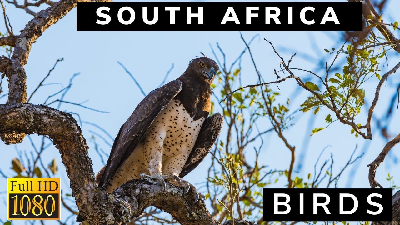 Amazing African Birds, South Africa, with calming Bird Sounds, Stress Relief