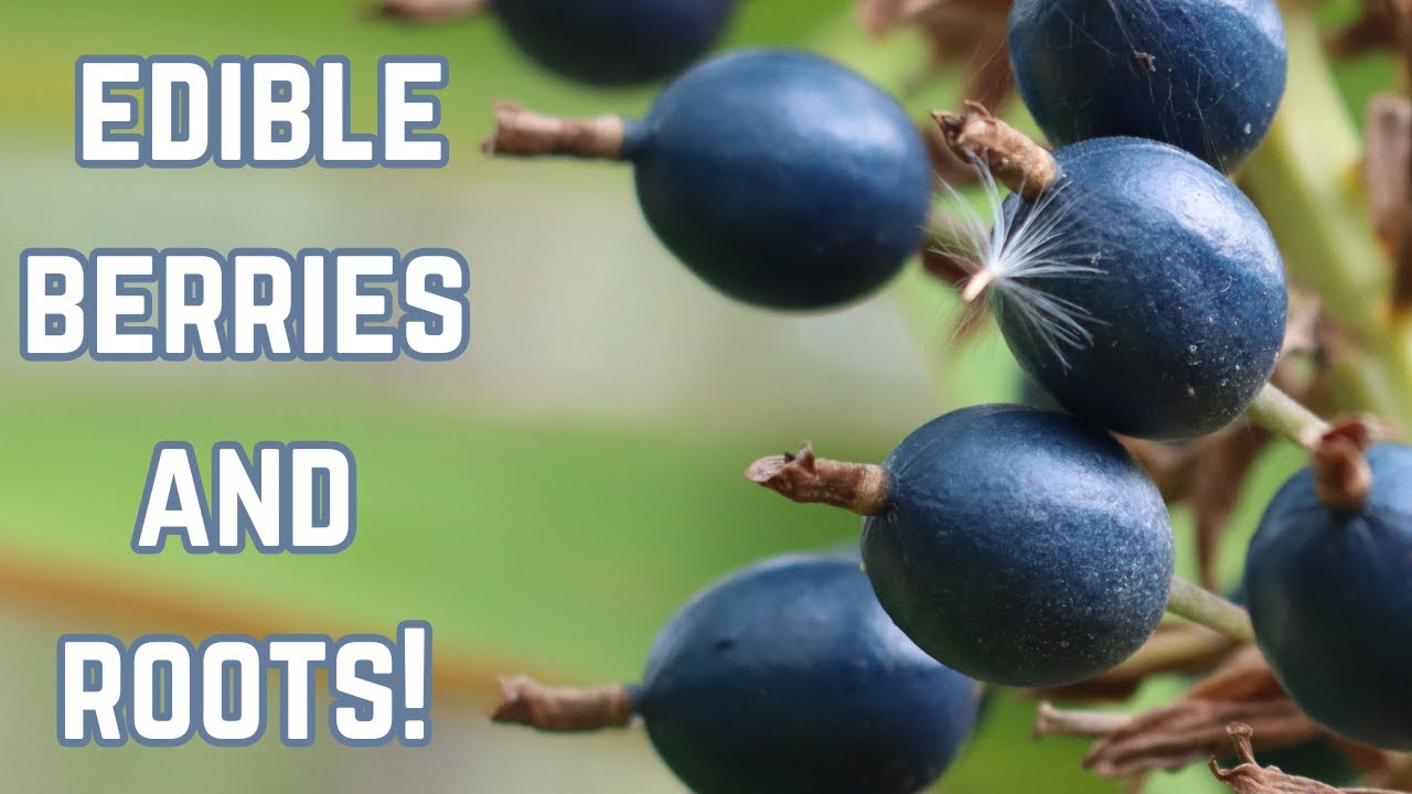Edible Berries and Roots 
