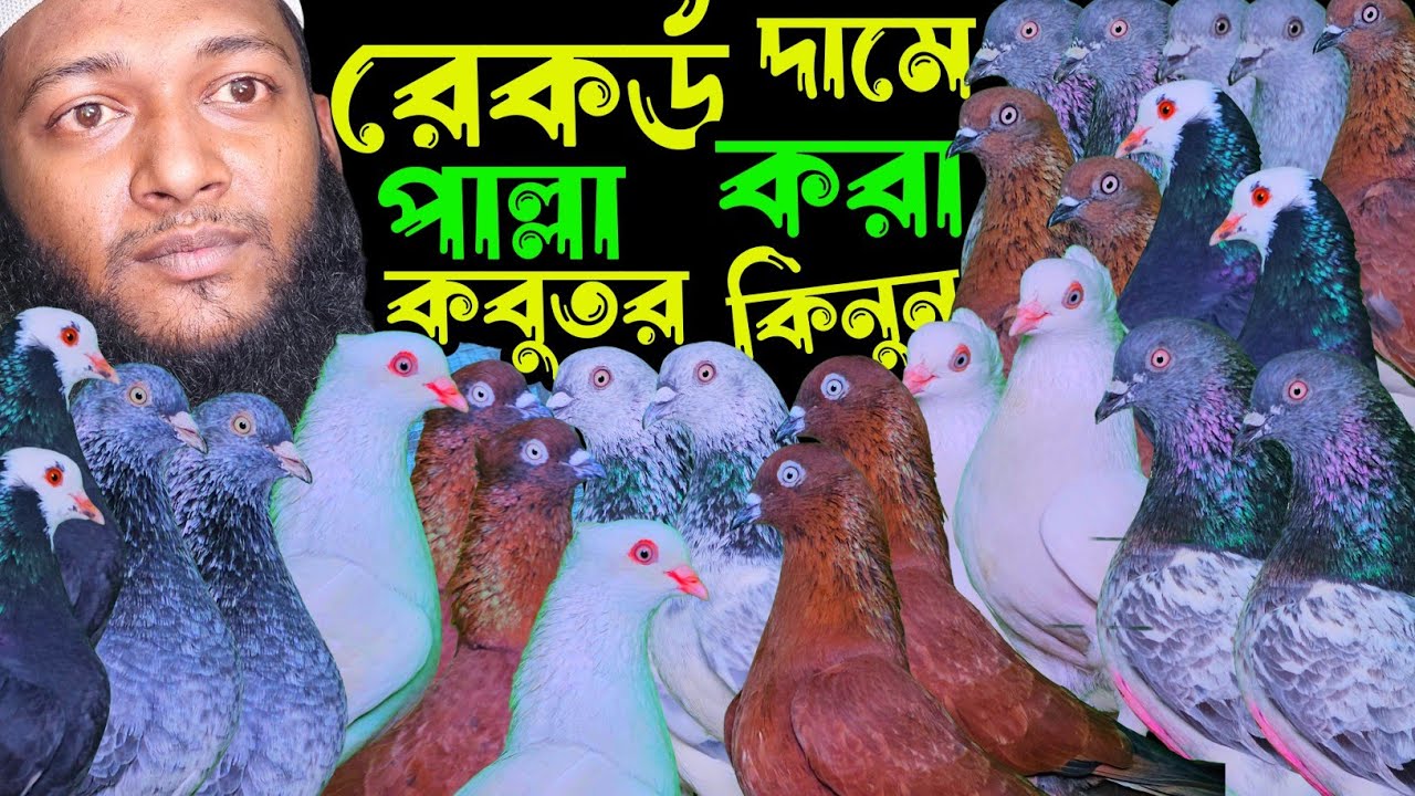 রেকর্ড দামে পাল্লা করা ভালোমানের হাইফ্লায়ার গিরিবাজ কবুতর কিনুন | বাকবাকুম পায়রা | Pigeon |
