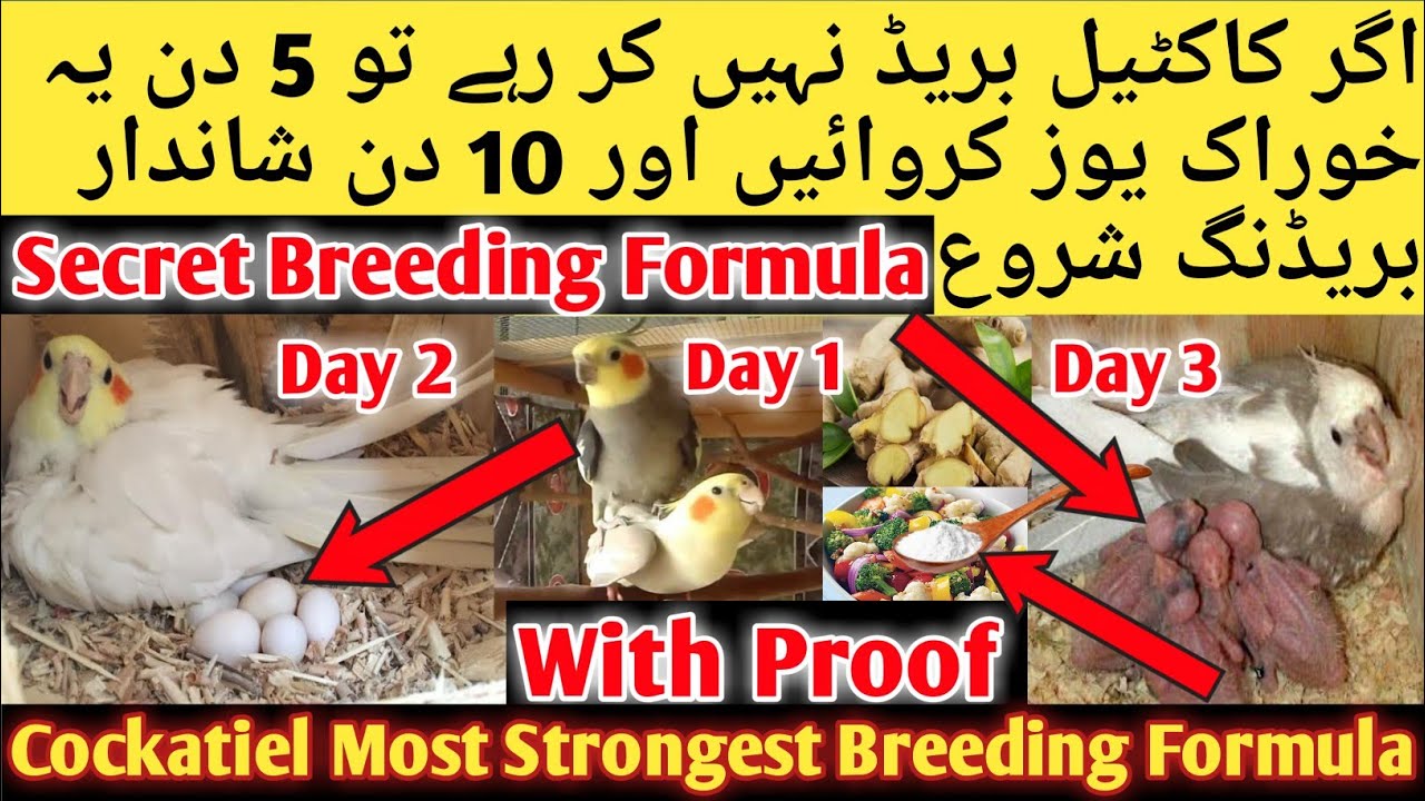 Cockatiel Life time Breeding Formula l Cockatiel Top 5 Breeding Tips 2023, Cockatiel Breeding 3 Days
