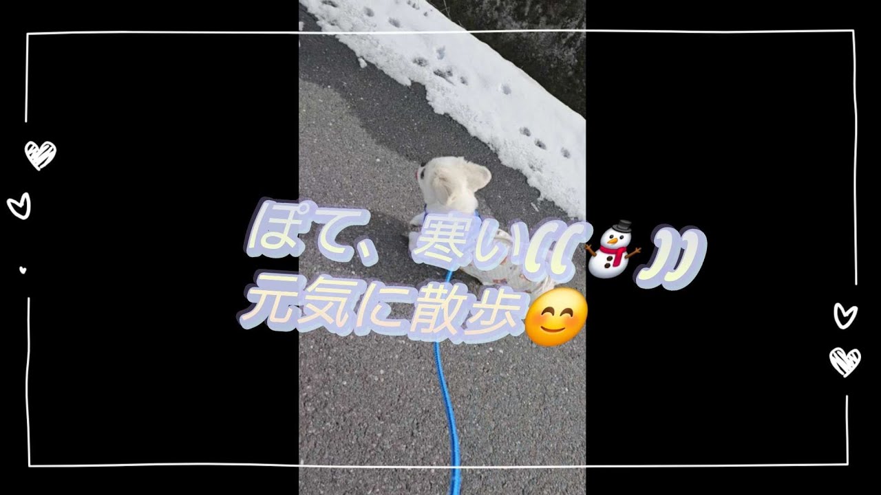 【ペキニーズ　ぽて】寒かったけど元気いっぱい散歩したよ。