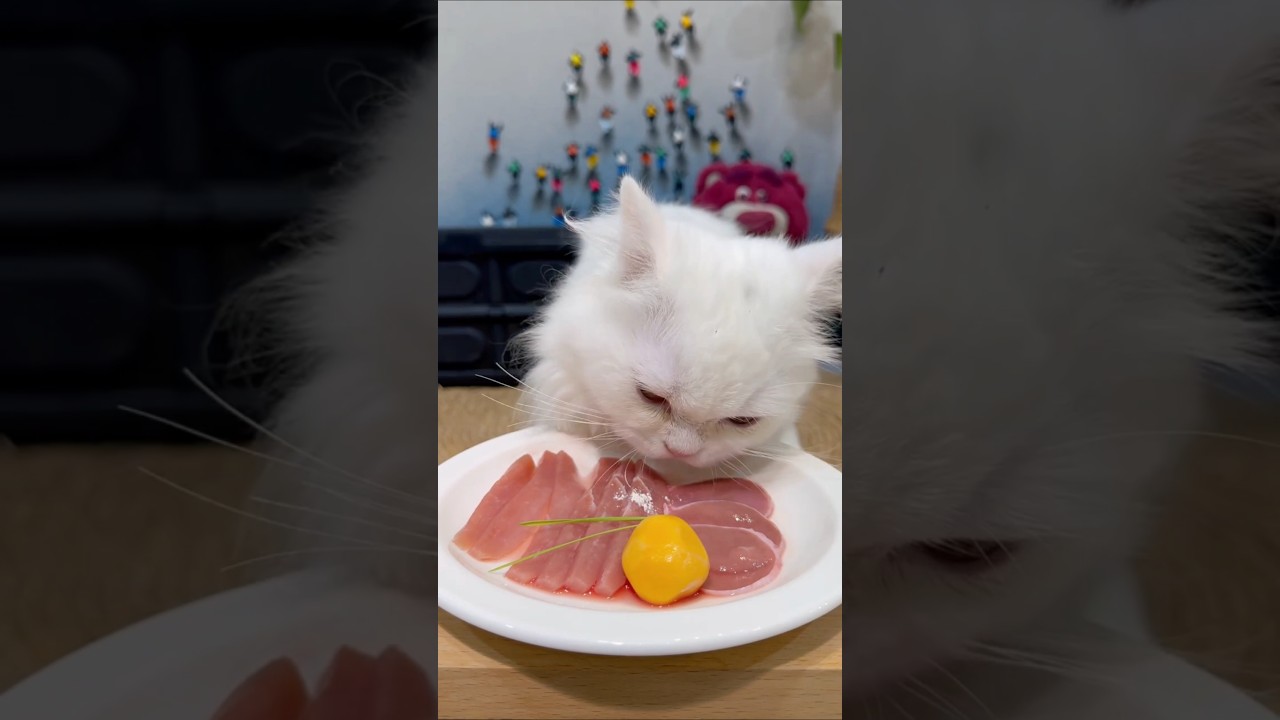 The cat has been eating voraciously since giving it this. #cat #funny #sorts #pets #mukbang