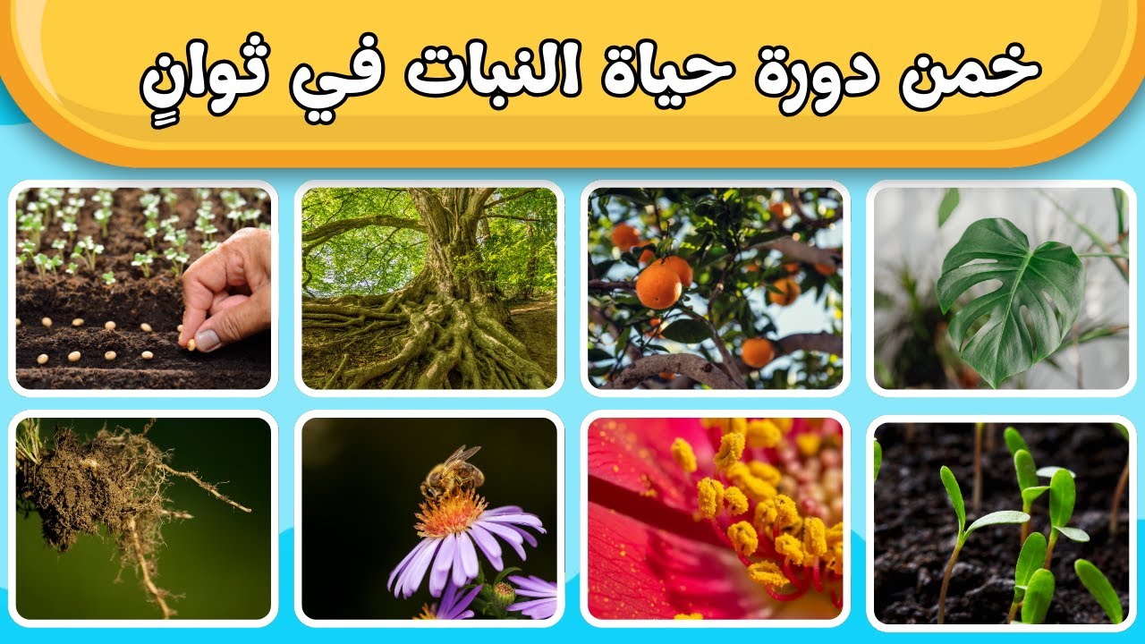 لعبة دورة حياة النبات من سيجيب بدقة؟ 🌻