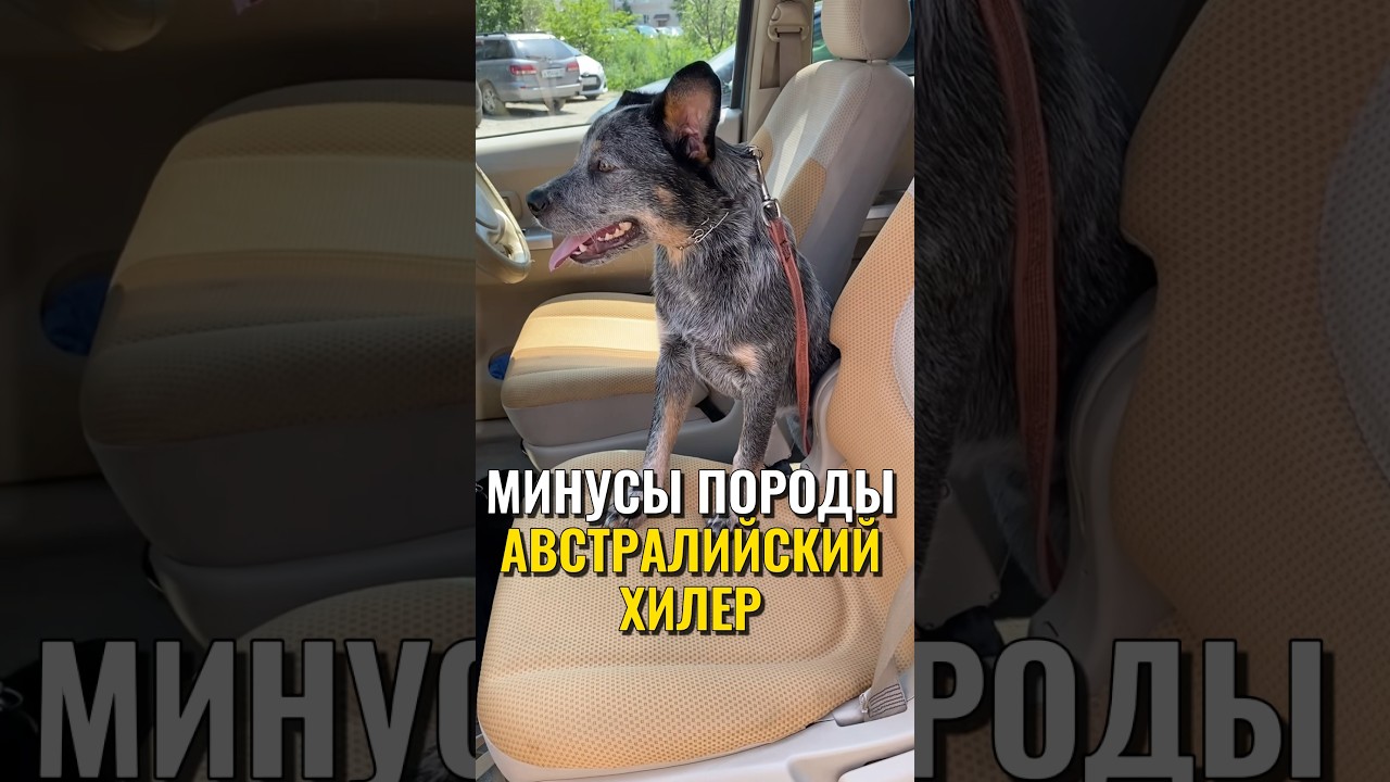 Минусы породы Австралийский хилер 🐶 #питомцы #щенок #собака #австралийскийхилер #dog