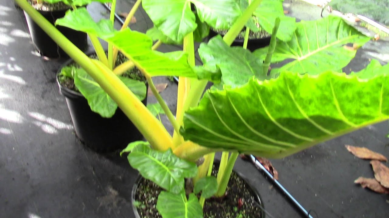 Alocasia macrorrhiza Var. lutea  Giant Elephant Ear