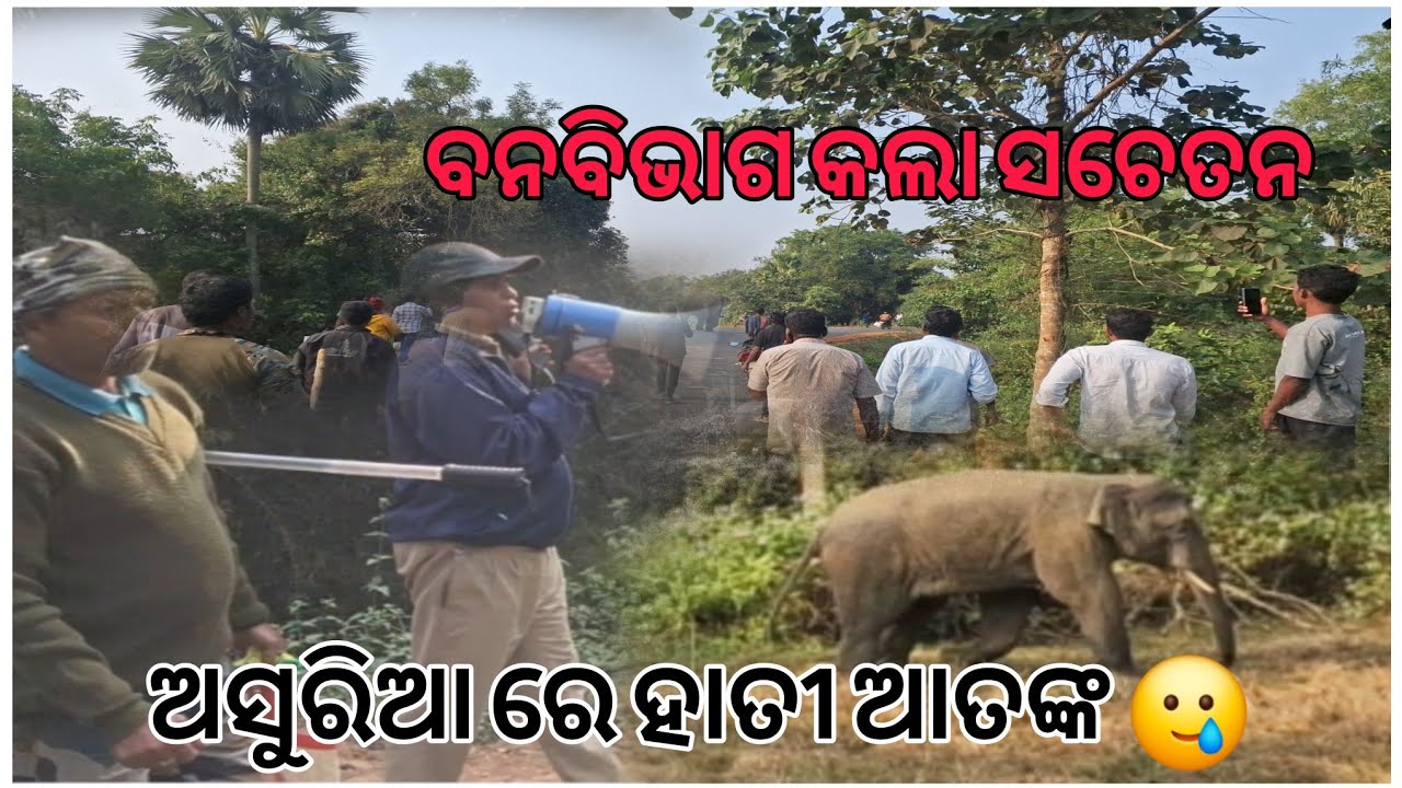 ଅସୁରିଆ ରେ ହାତୀ ଆତଙ୍କ 🥲 ବନବିଭାଗ କଲା ସଚେତନ ll Asuria, Khaira, Balesore ll Forestwildlife ll People 😉