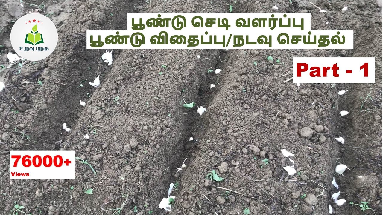 பூண்டு செடி வளர்ப்பு Part 1 | பூண்டு விதைப்பு நடவு செய்தல், Poondu Chedi Valarpu # UlavuPalagu