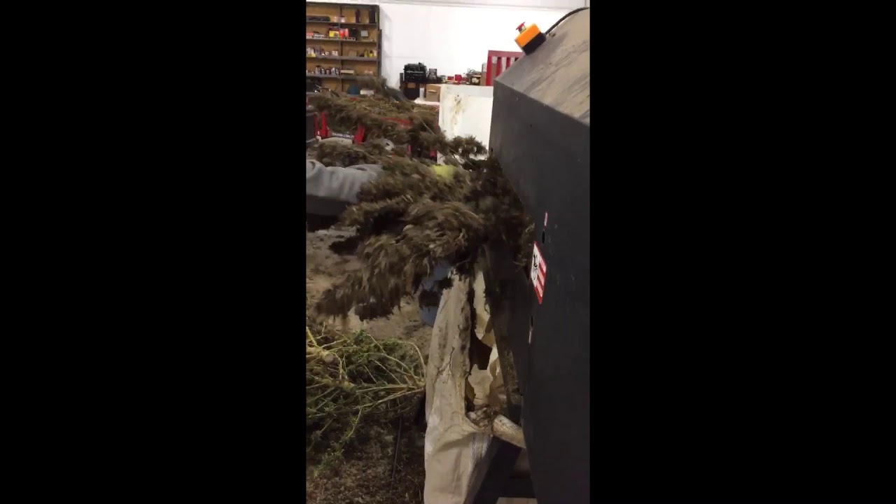 Stripping green hemp plants, Hemp Robotics