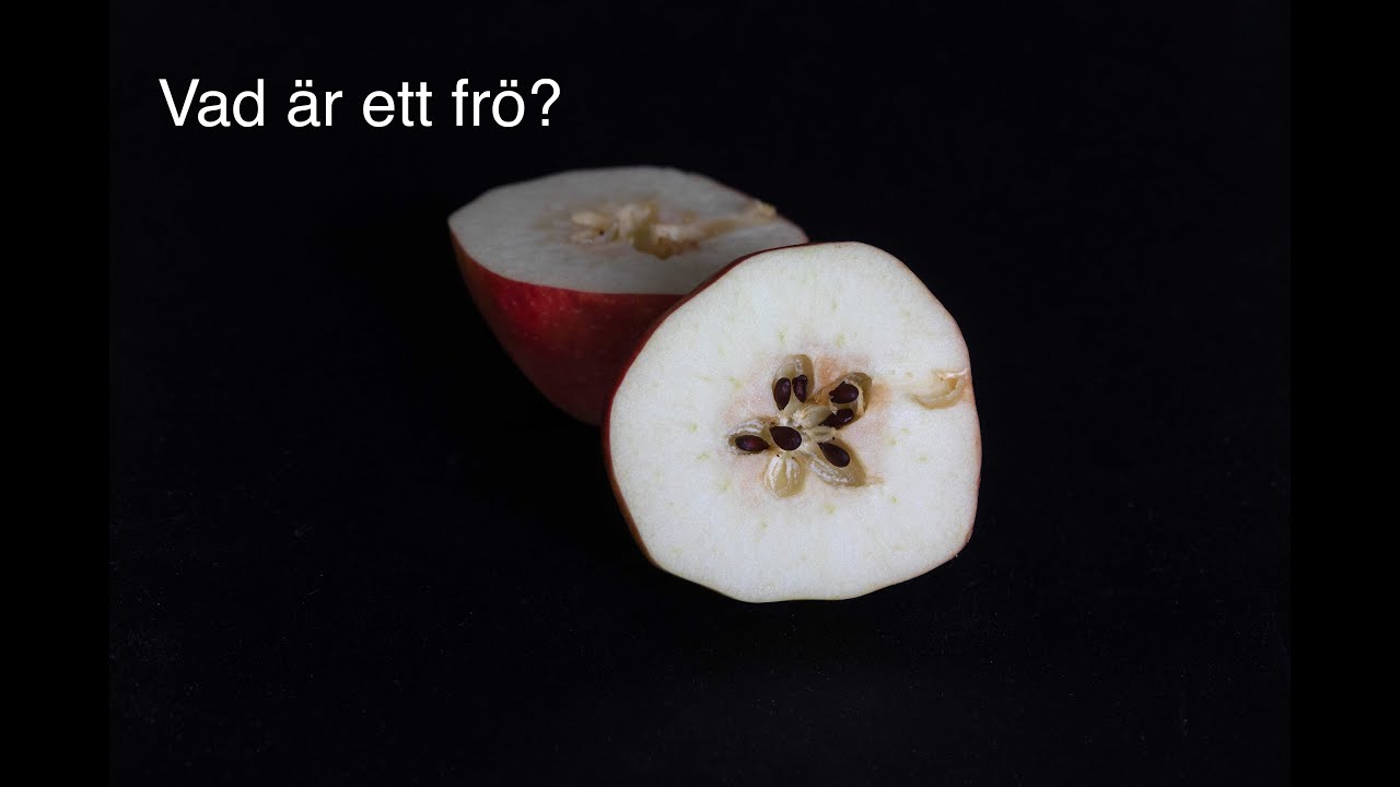 Vad är ett frö?