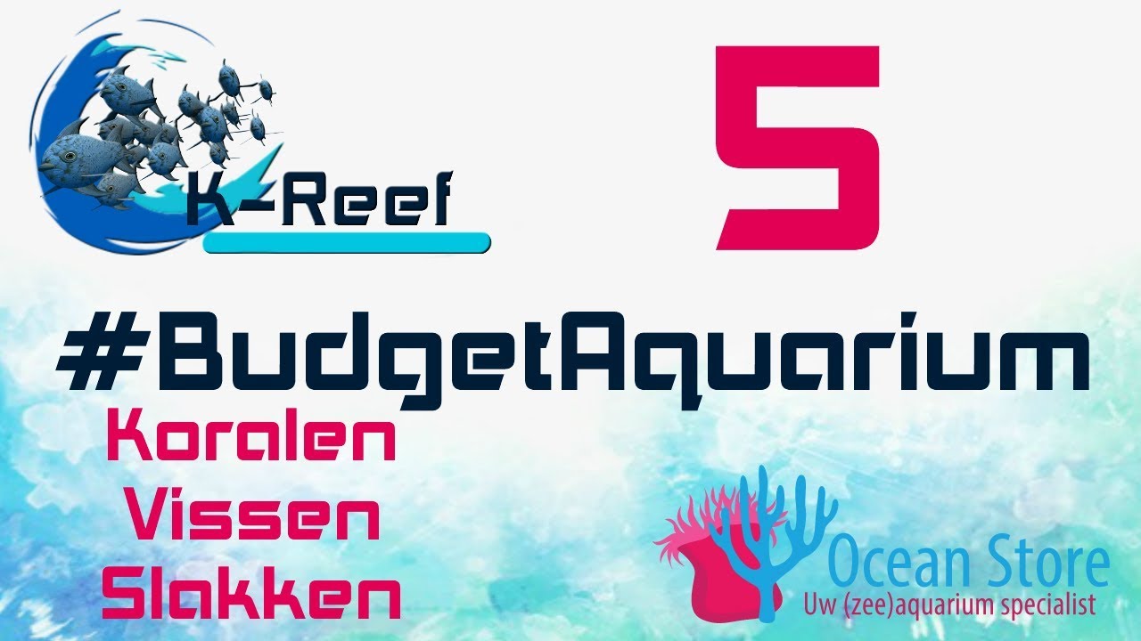 #BudgetAquarium aflevering 5/Koralen,vissen en kuisploeg toevoegen.