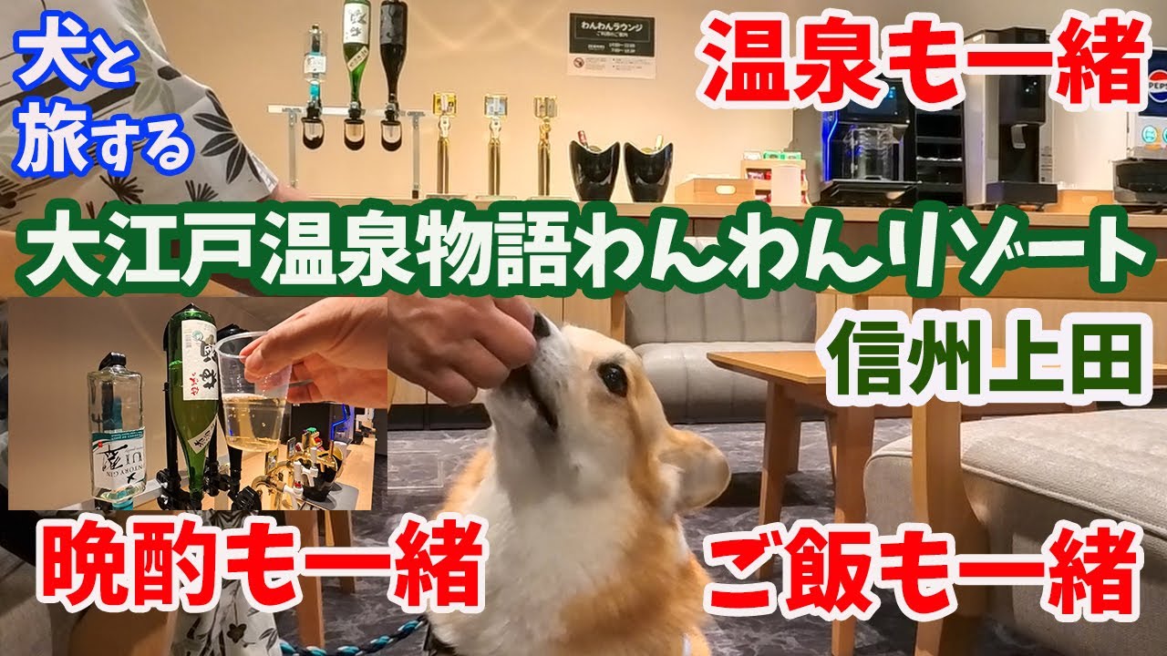 犬連れ旅行【大江戸温泉物語わんわんリゾート 信州上田】温泉宿でわんことずっと一緒にいられる！