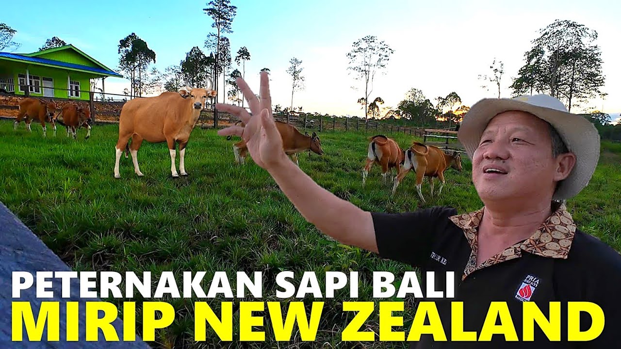 PETERNAKAN SAPI BALI MODERN & BERSIH, NEW ZEALAND-NYA KALIMANTAN 