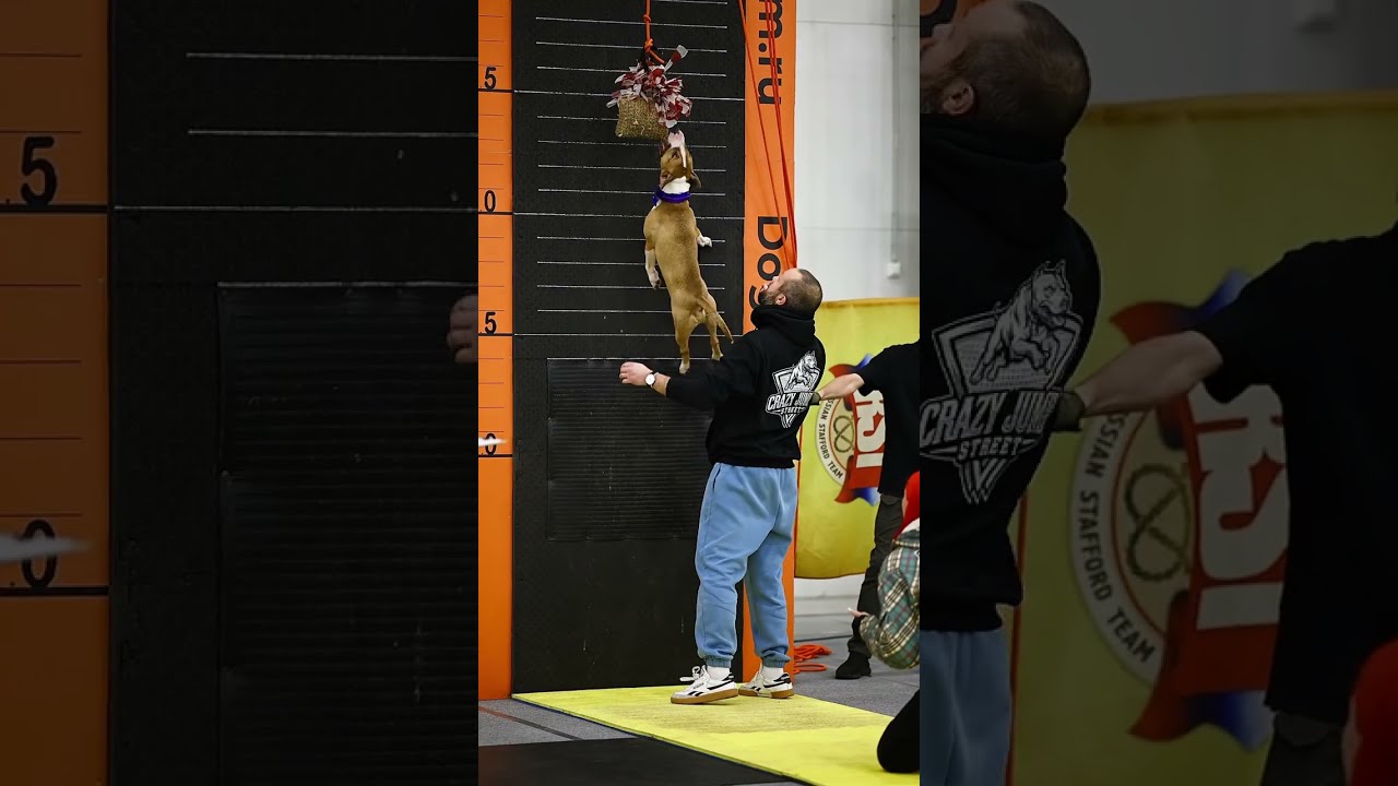 Dog championship - Wall jump #pitbull #amstaff #bullterrier #malinois #doglife #спорт