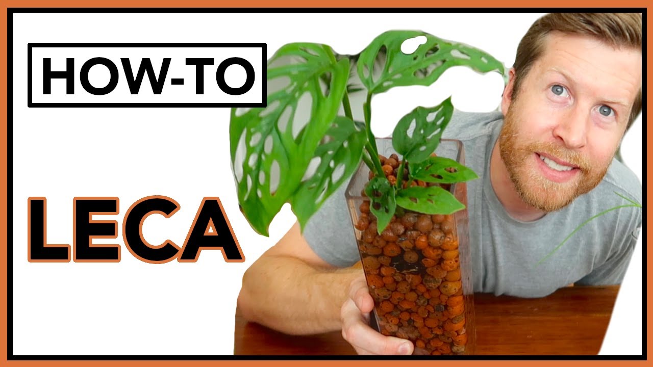 Основы LECA для начинающих / LECA 101 Полугидропоника | Инструкции, Эпизод 25