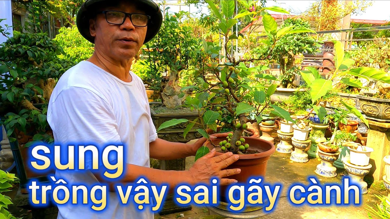 Cách trồng cây sung đơn giản lắm vừa chơi được quả vừa làm bonsai rất đẹp