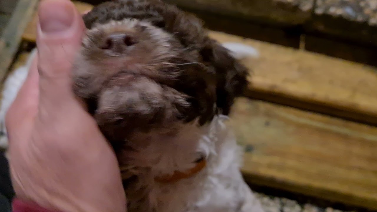 Lagotto Romagnolo Oldenburg