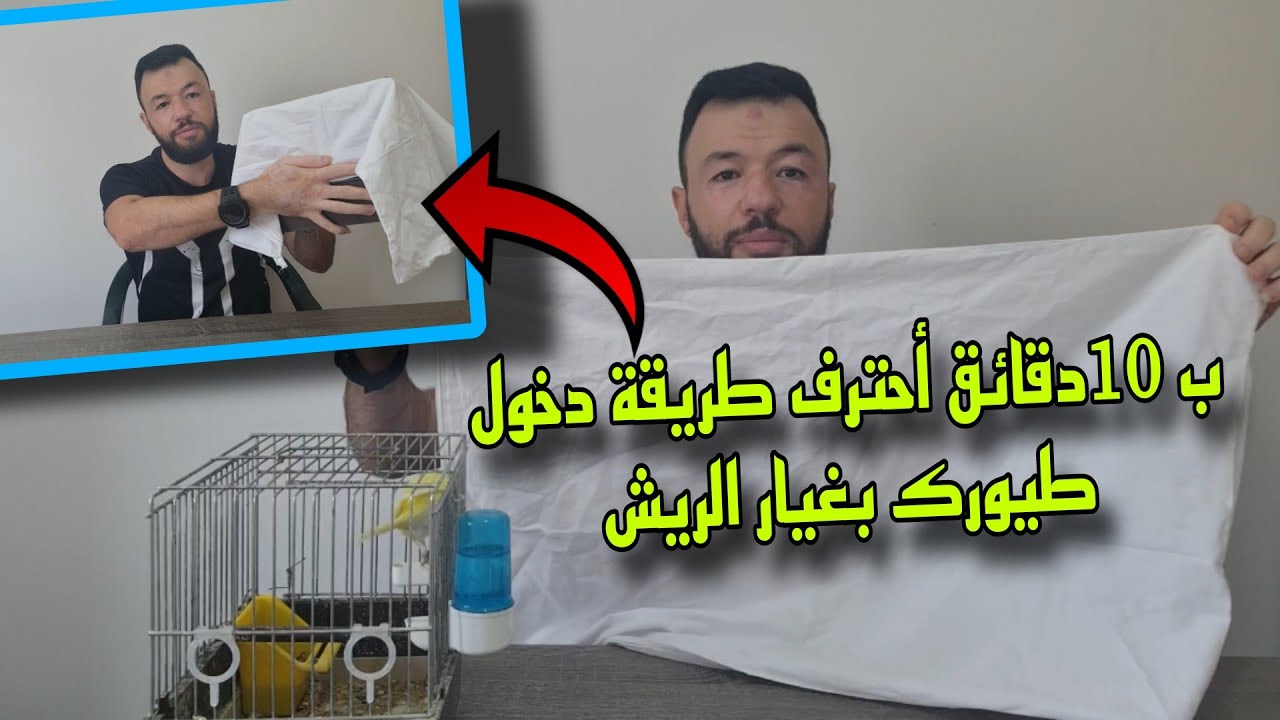ب 10 دقائق أحترف دخول طيورك بغيارالريش &4 الطرق لدخول الطيور بغيار الريش&ذكر جاهز والأنثى غير جاهزة