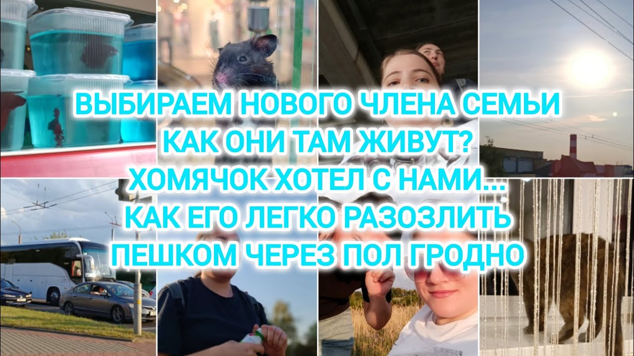 VLOG | ВЫБИРАЕМ НОВОГО ЧЛЕНА СЕМЬИ | КАК ЕГО ЛЕГКО РАЗОЗЛИТЬ | ПЕШКОМ ЧЕРЕЗ ПОЛ ГРОДНО