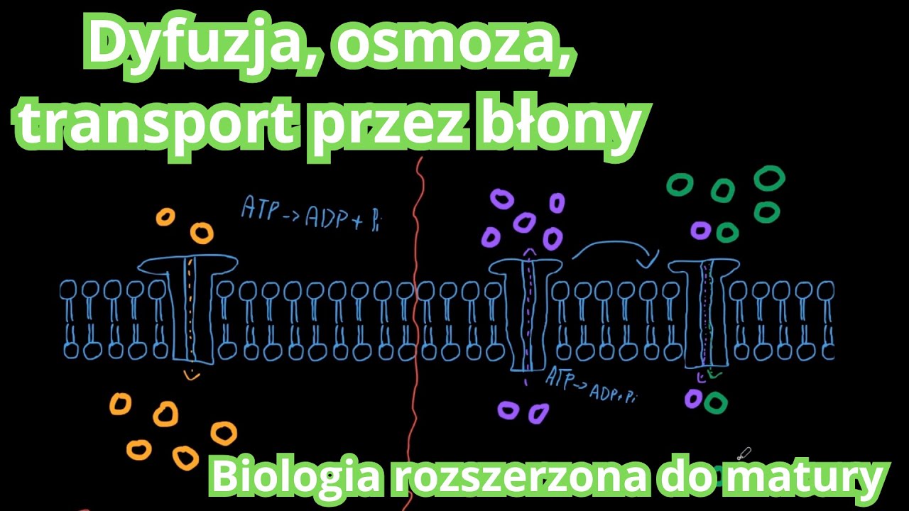 Dyfuzja, osmoza, transport przez błony (aktywny i bierny) | Biologia do matury
