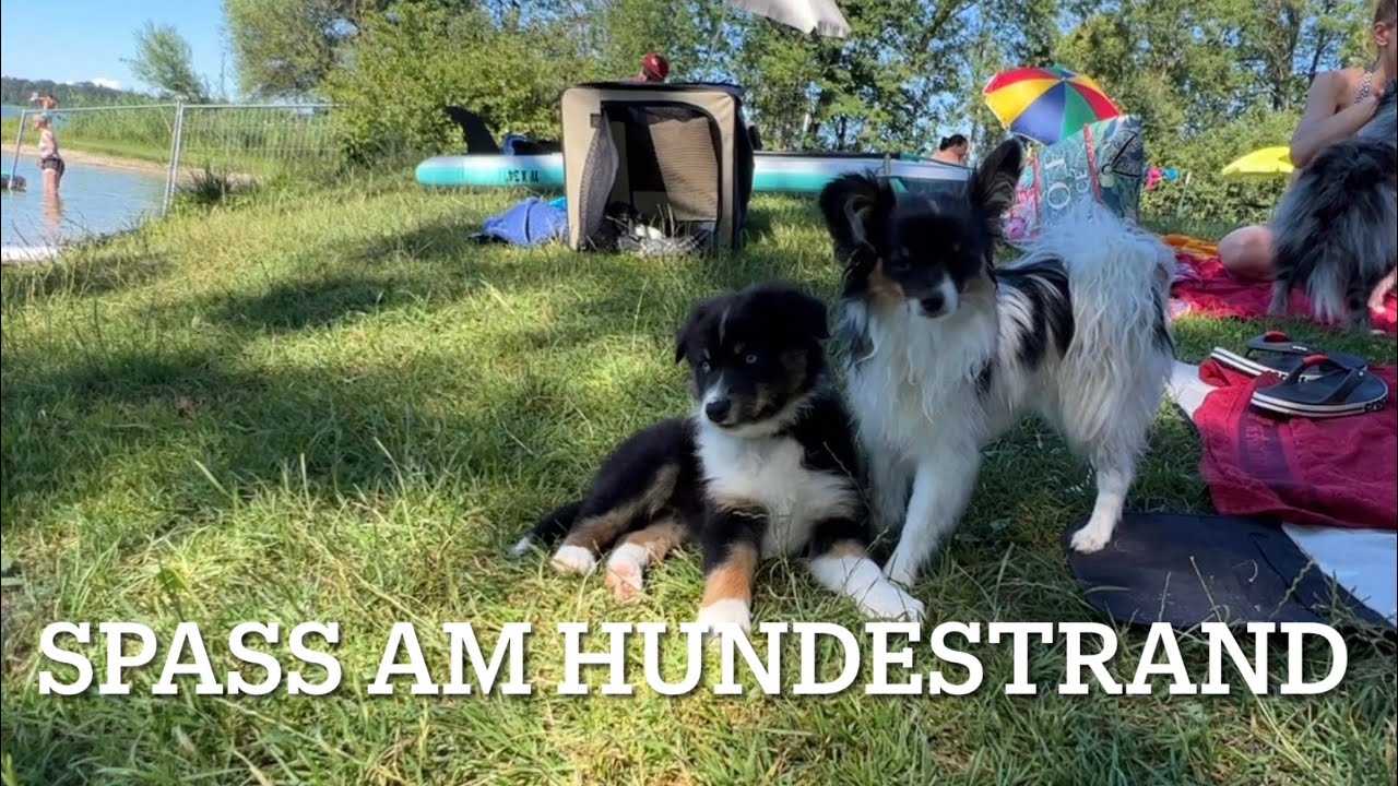 Spaß am Hundestrand.