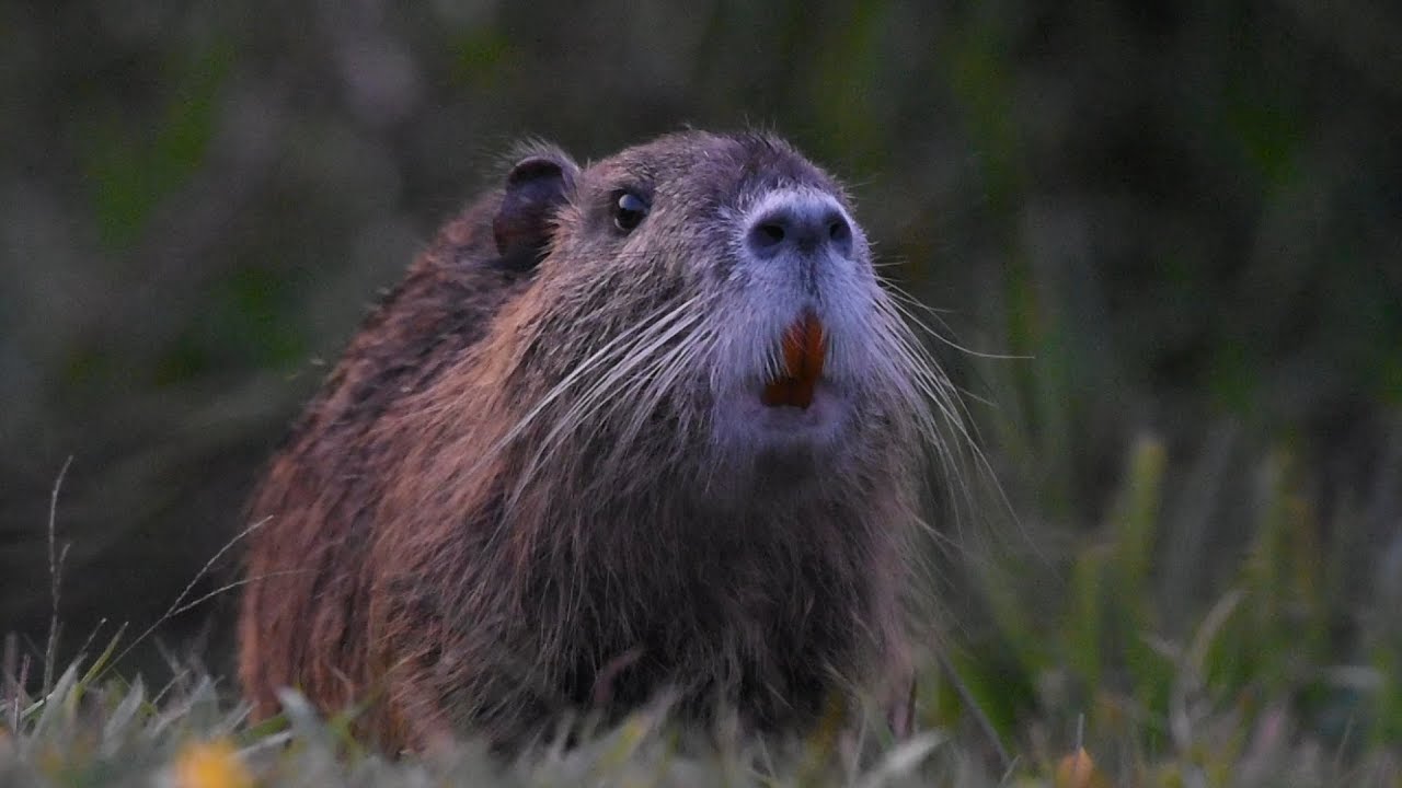 Rat&atilde;o do banhado pastando durante o entardecer as bordas da lagoa na natureza