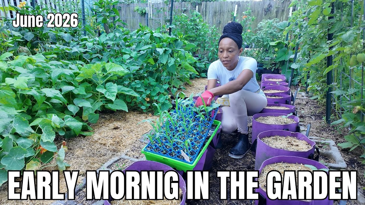 Quail Enclosure Update | What I am Planting in Late June | Urban Homestead in Virginia