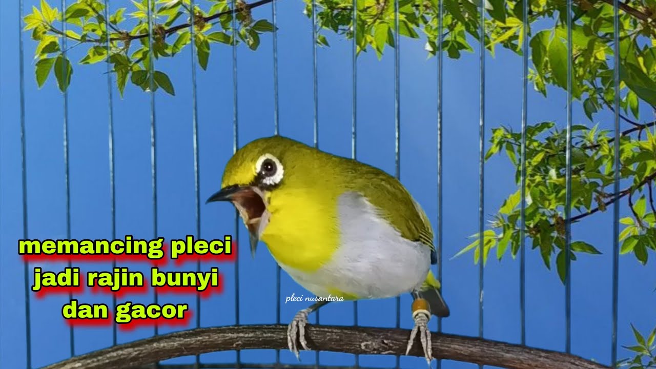 Suara Burung Pleci Gacor Ngalas Nembak Memancing Pleci Lain,Cocok Untuk Pleci Bustomi Biar Gacor