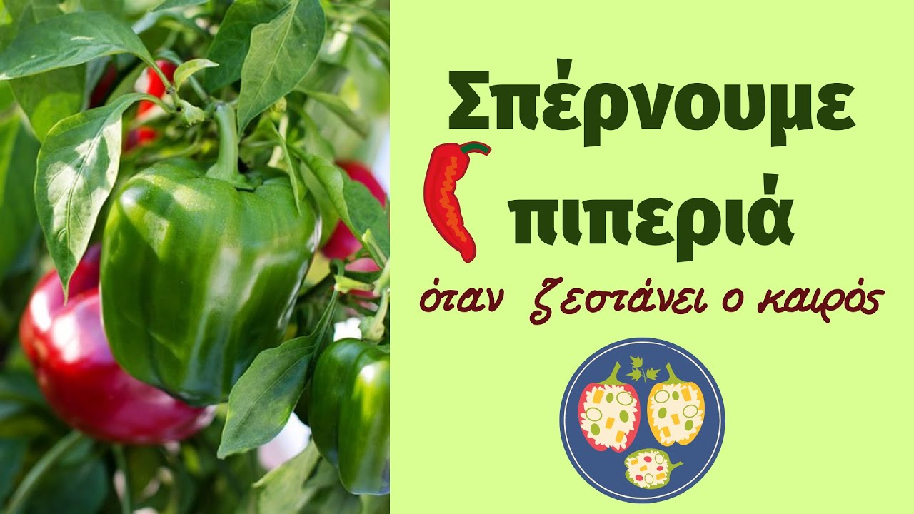 Σπέρνουμε πιπεριά  σε δοχεία όταν έχει ζεστάνει ο καιρός αρκετά