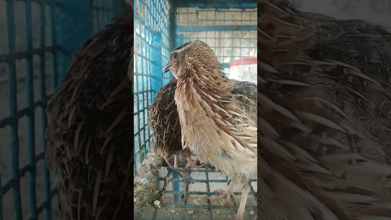 Quail Birds | காடை | Synoicus ypsilophorus | Quail Sound | Birds | Eggs🥚| Farming | Recipe #shorts