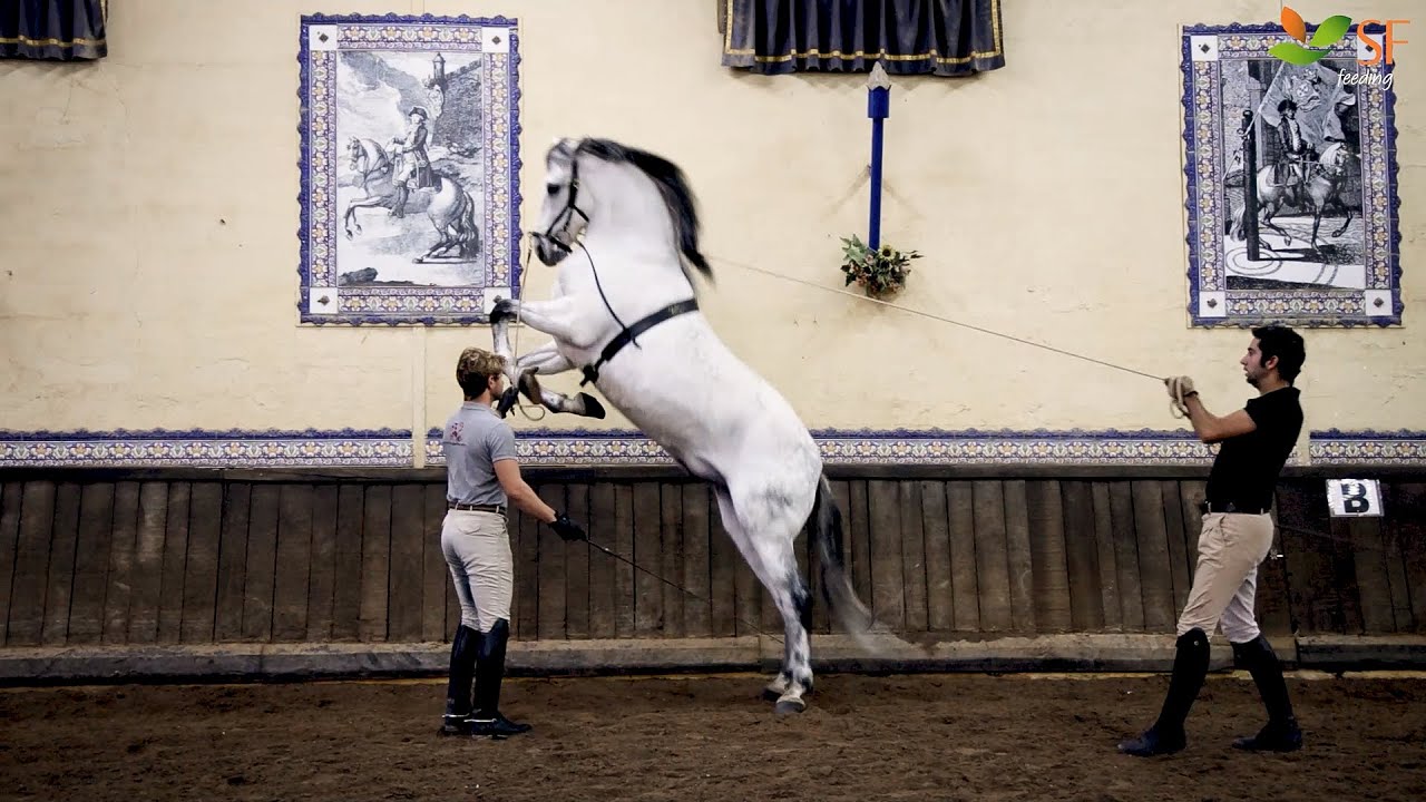 Mestre Luis Valença - Centro Equestre Leziria Grande