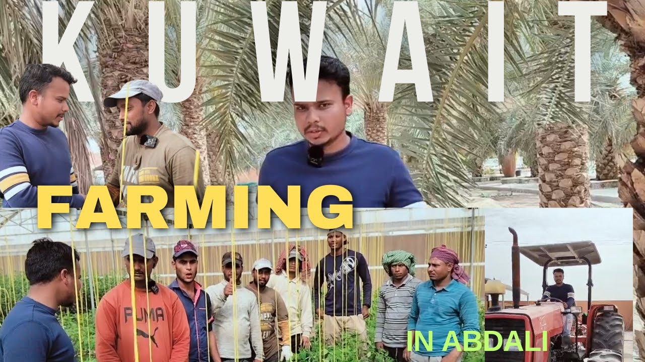 How to do farming in Kuwait?||कुवैत में खेती कैसे करते है?