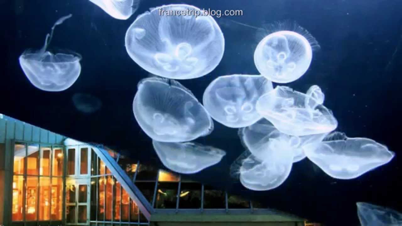 Aquarium La Rochelle | France Sights | Trip | Tour | Travel
