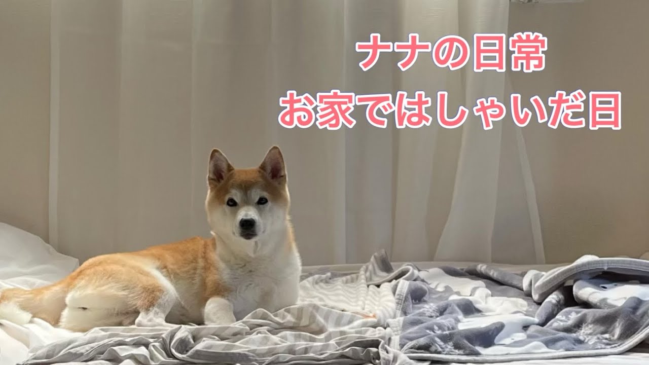 [たまには走り回るよ] テンション高めに遊ぶナナ