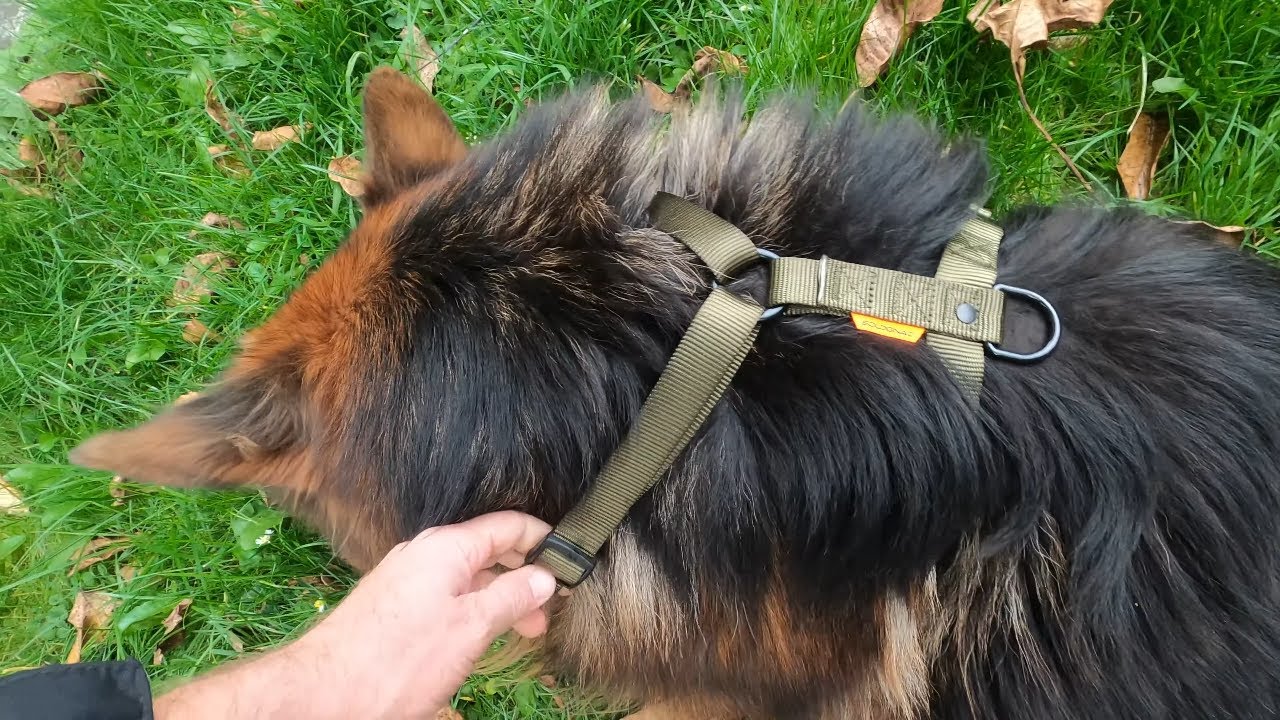 Nowe szelki dla mojego Owczarka Niemieckiego/A new harness for my German Shepherd