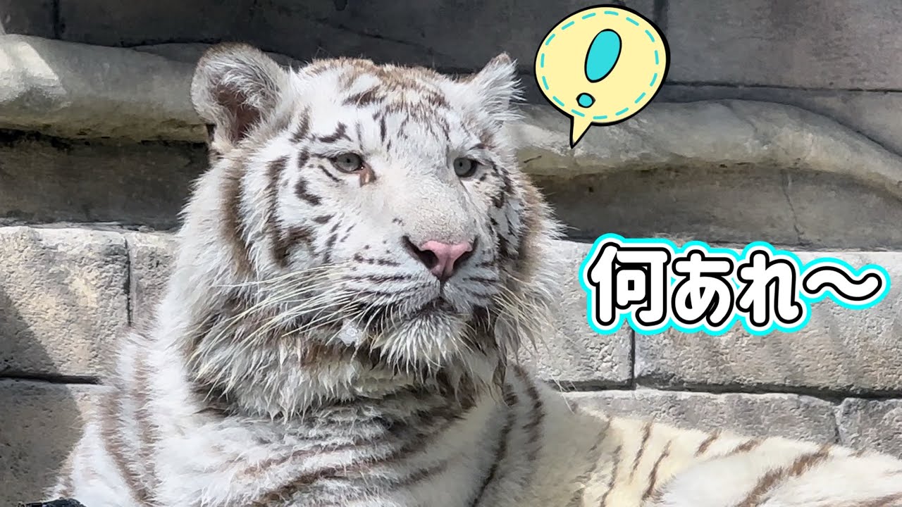 タイヤ遊びに夢中だったハクくんが突然外を凝視‼️ 3月15日 東武動物公園　ホワイトタイガー