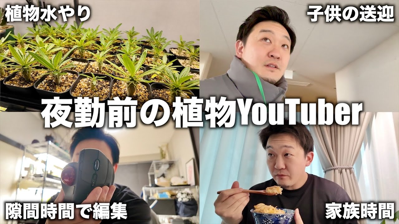 33歳サラリーマン植物YouTuberの夜勤前1日VLOG