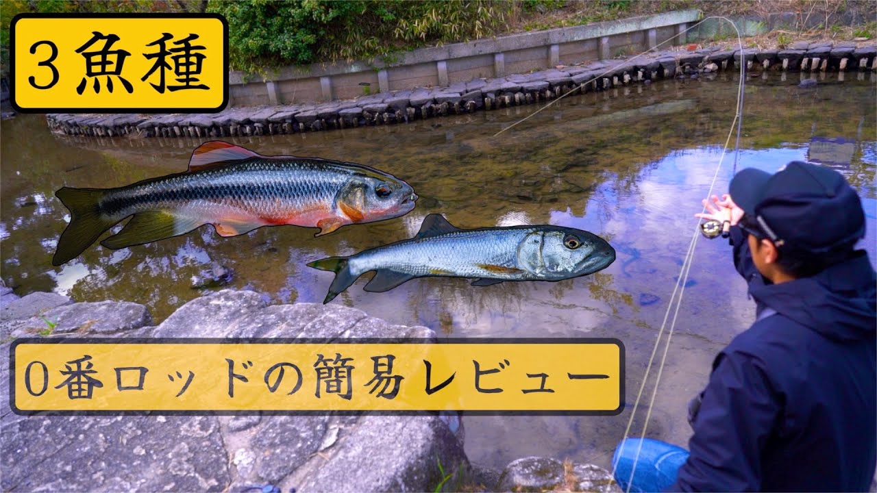 0番ロッドの簡易レビューと３魚種　#オイカワフライフィッシング　#カワムツ　#ハス　#かねは商店　#小物釣り　#淡水釣り