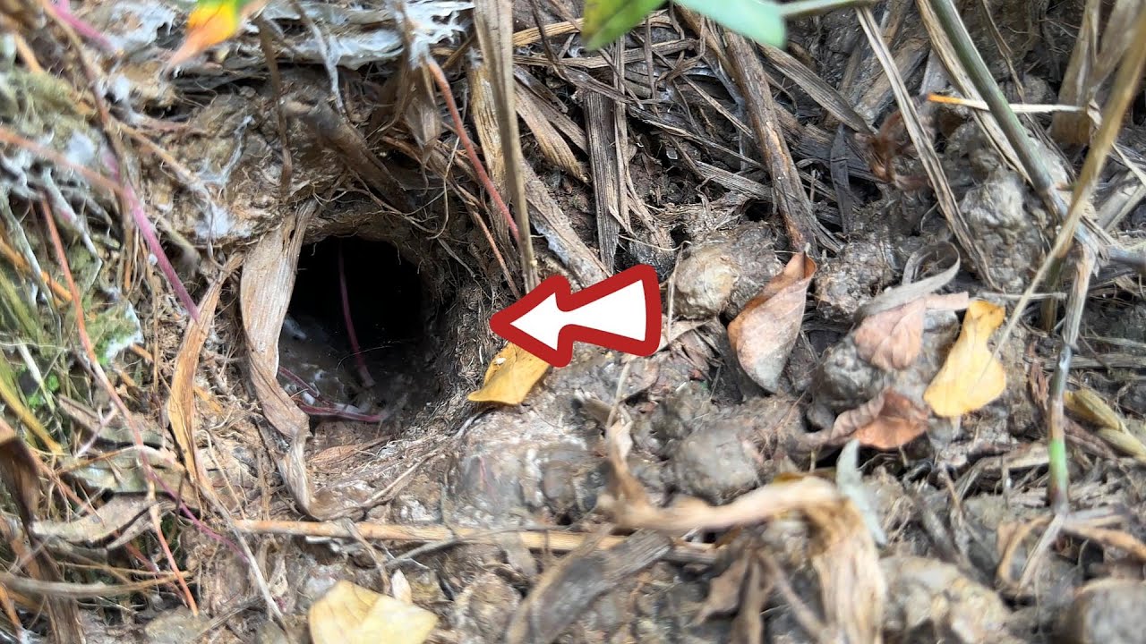 Hết Nói Cái Lổ Dùi Nó To Bắt Ra Con Rắn Hổ Mang Hết Nói Luôn | Mười Thương Săn Bắt