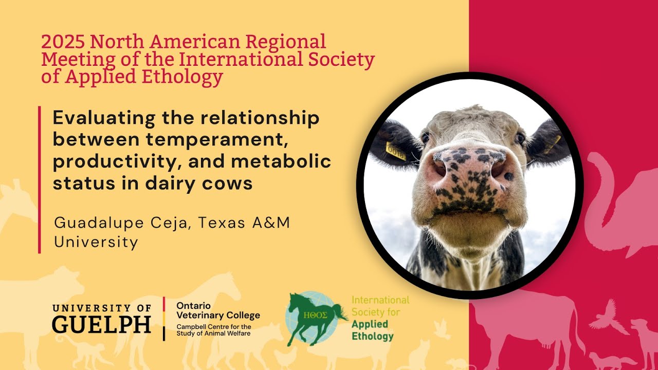 Evaluating the relationship between temperament, productivity, and metabolic status in dairy cows