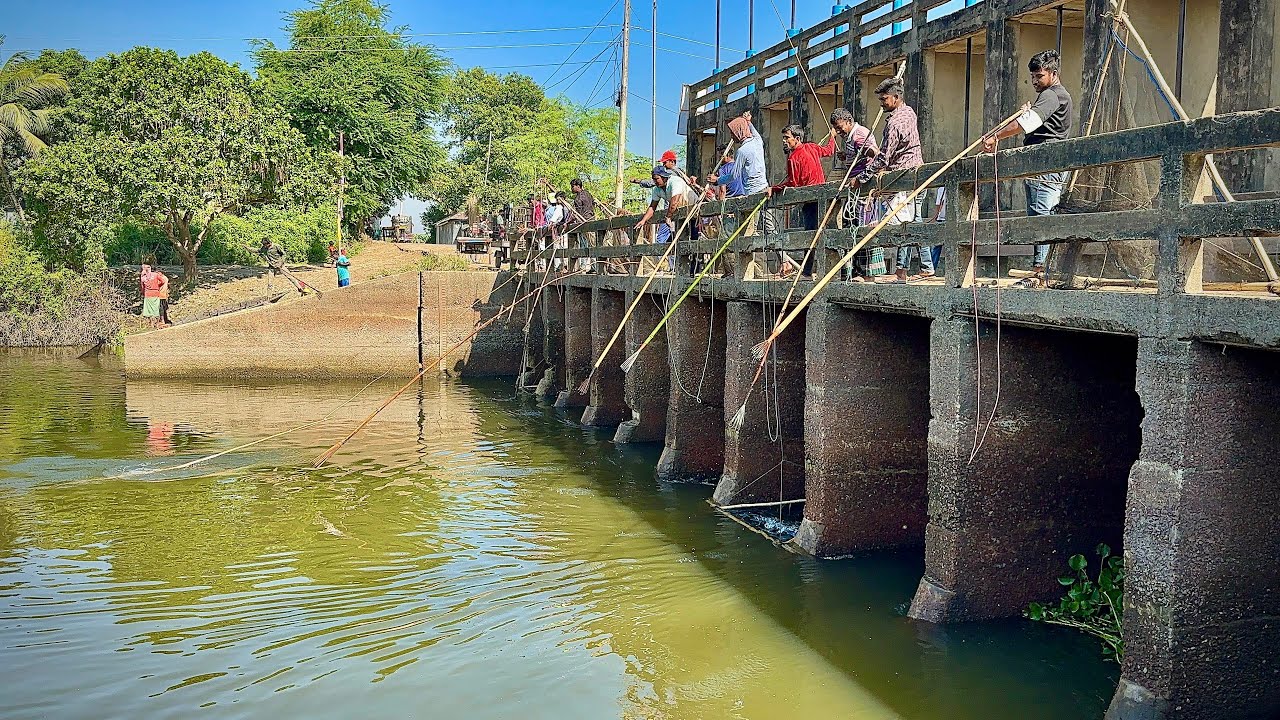 সুইজ✅গেটে টেটা দিয়ে ককিলা মাছ ধরার এক অসাধারণ দৃশ্য