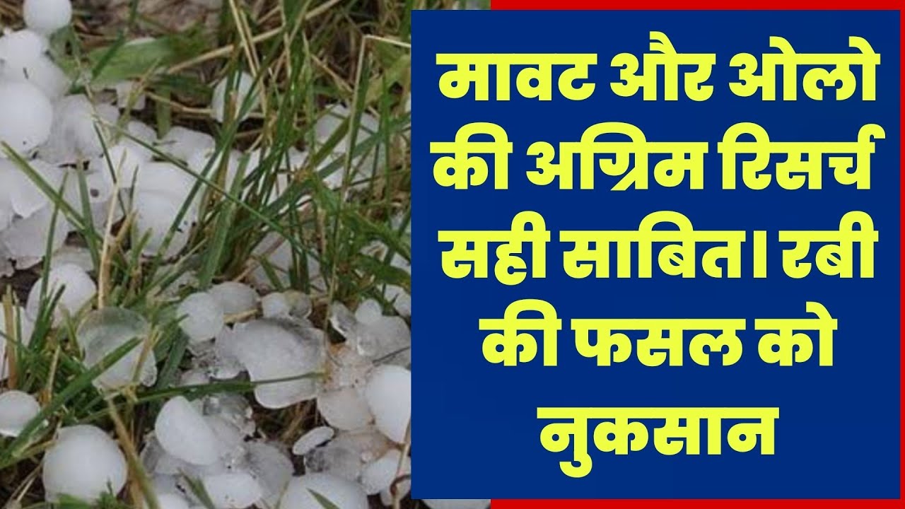 मावट और ओलो की अग्रिम रिसर्च सही साबित। रबी की फसल को नुकसान
