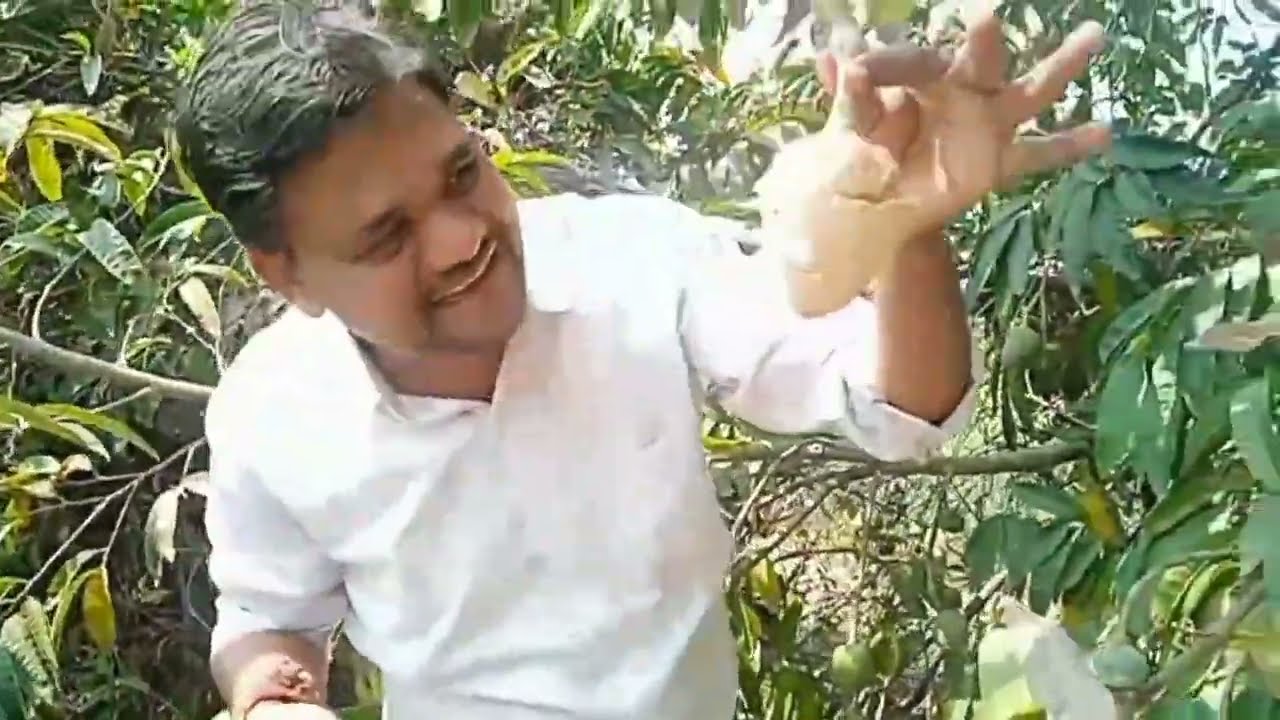 शेतातले पिकलेले रामफळ झाडावर चढून काढले