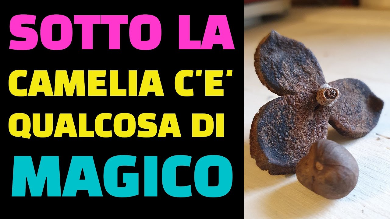 SOTTO LA MIA CAMELIA ACCADE QUALCOSA DI MAGICO!