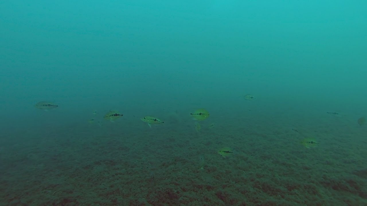 Diving the World - Nicaragua - Dive 33 - Laguna de Apoyo